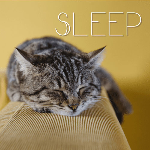 A cat getting a good night's sleep